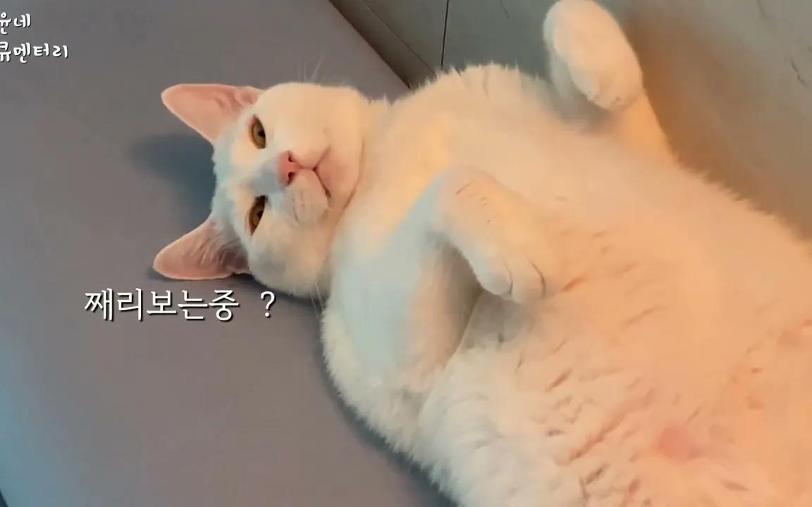 「VLOG搬运」oodt eng数字有趣的奇异猫搞笑猫neko韩国