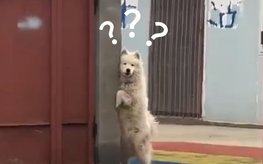 《动物迷惑行为大赏➍➎》