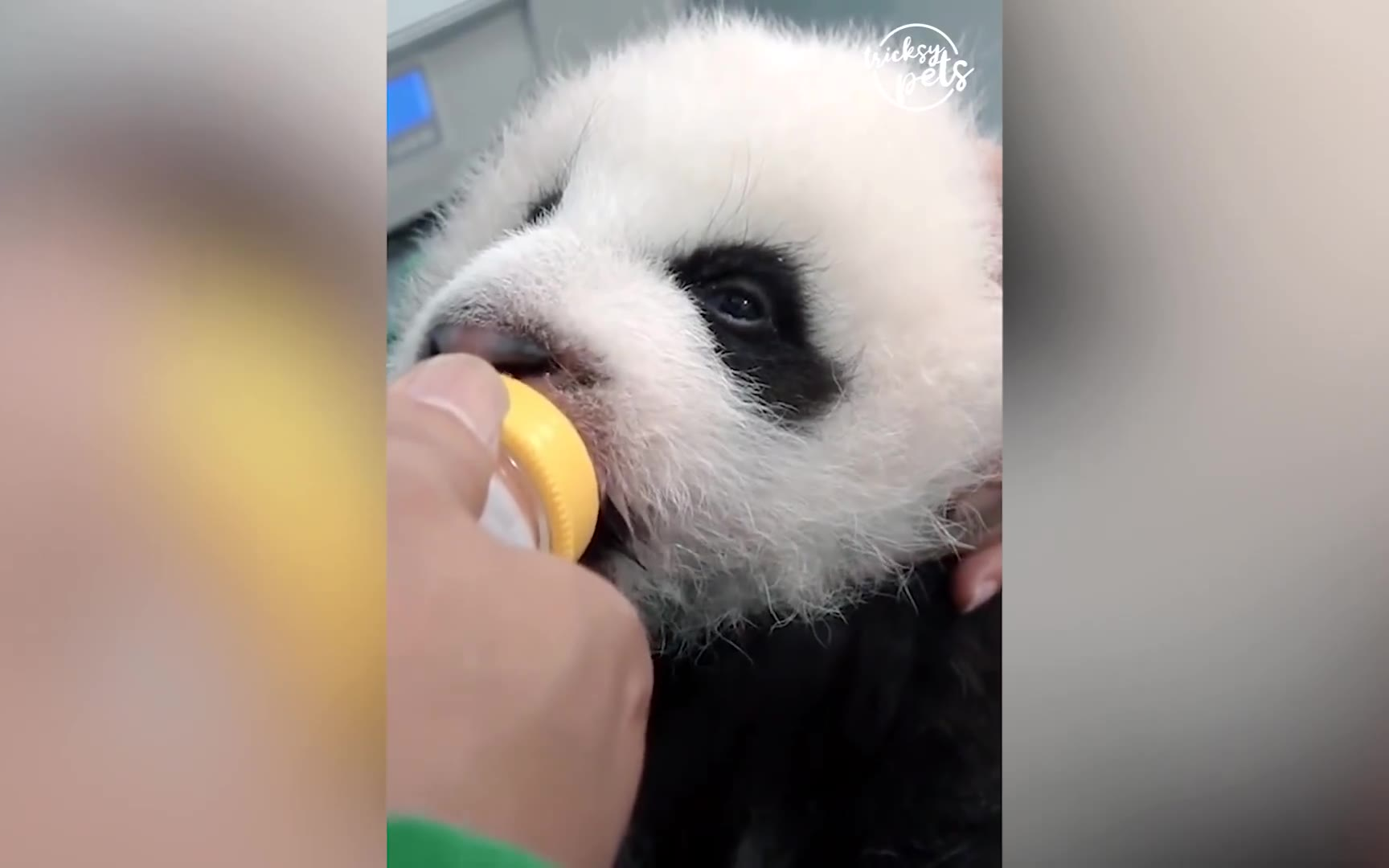 熊猫的名场面合集哈哈哈哈