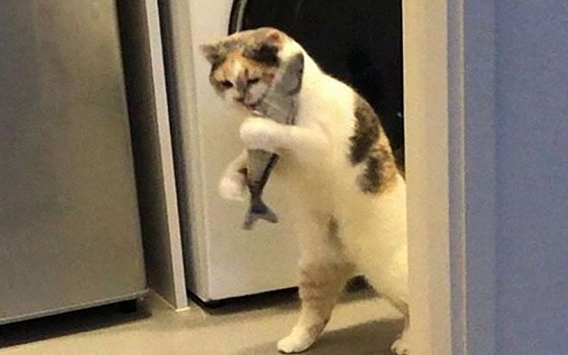令人迷惑的猫咪生活