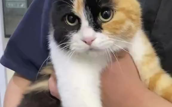从一个超级怕人的流浪猫,只能靠龇牙来保护自己的小可怜,变成了粘人的擦鞋匠