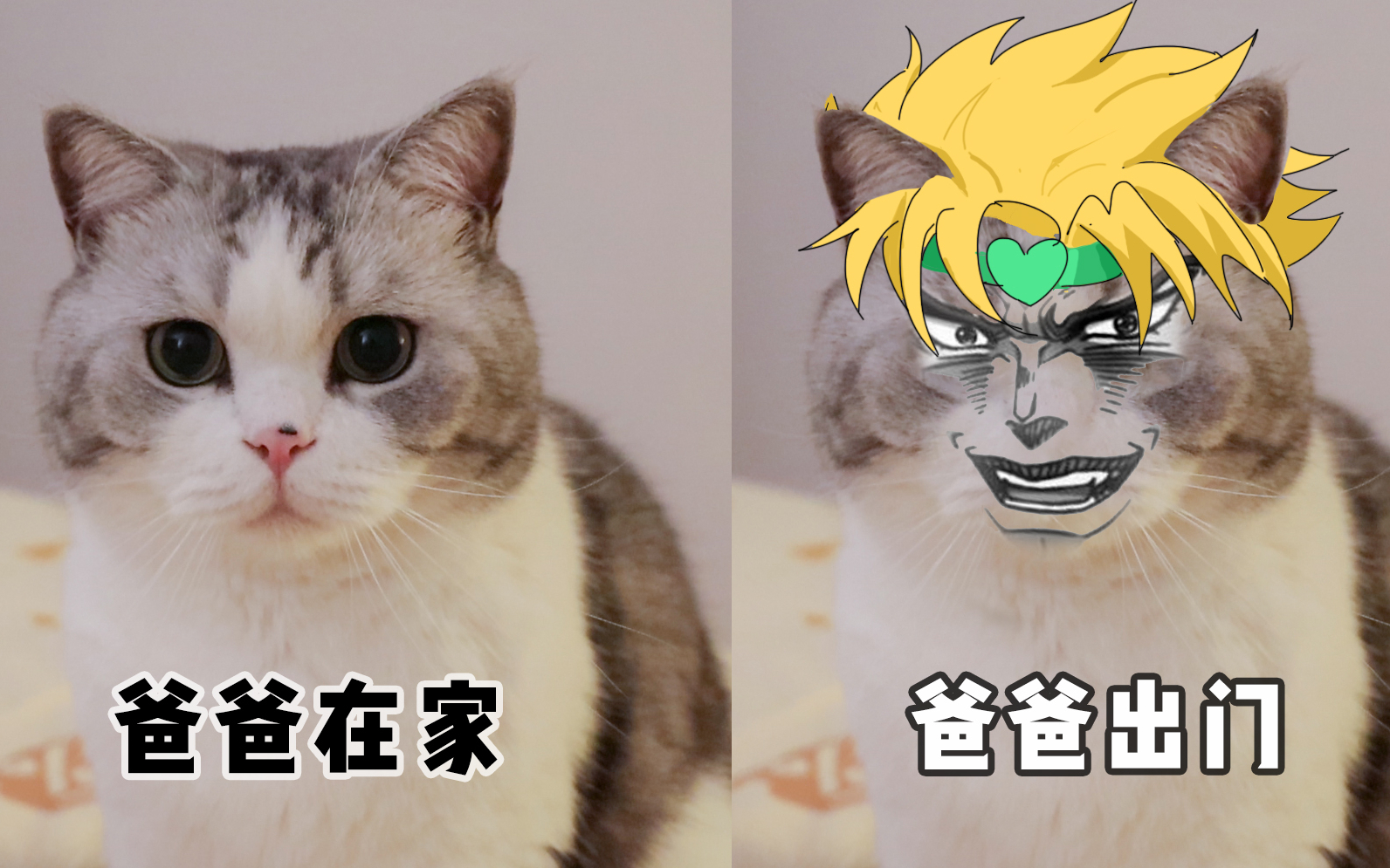悲痛!老父亲出差,老母亲和猫乐不思父!爸爸我不做猫啦!