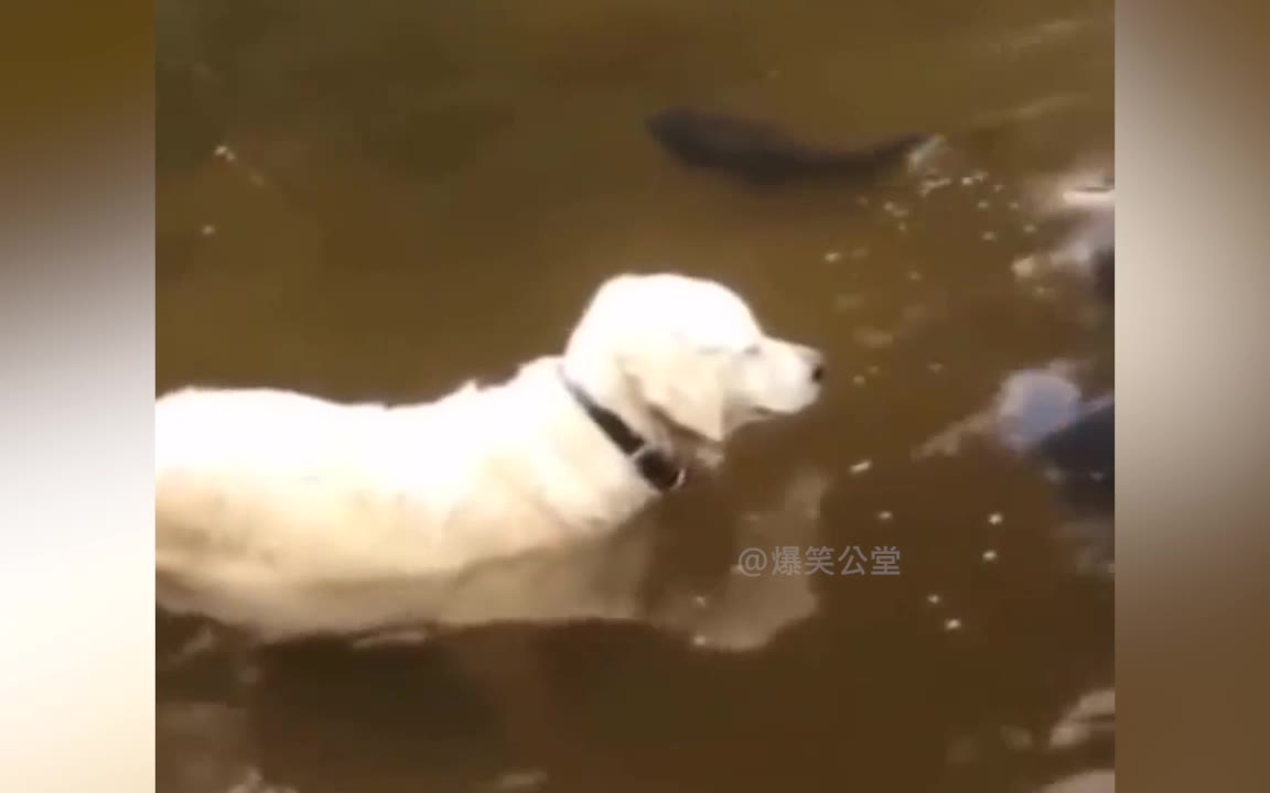 三百六十狗,狗狗出状元。