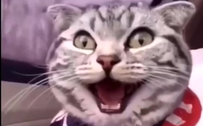 令人迷惑的猫咪生活【4】