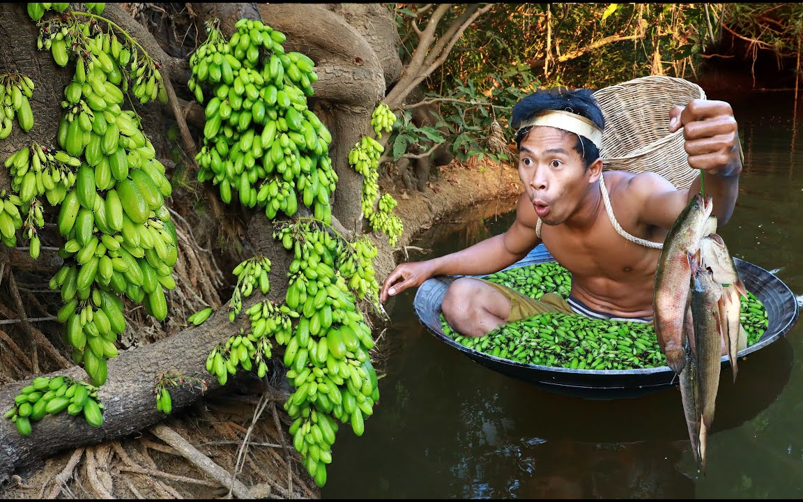 你吃过这种树香蕉 ? 草帽哥称这种水果(大头洞桐)味很酸看他怎么吃!