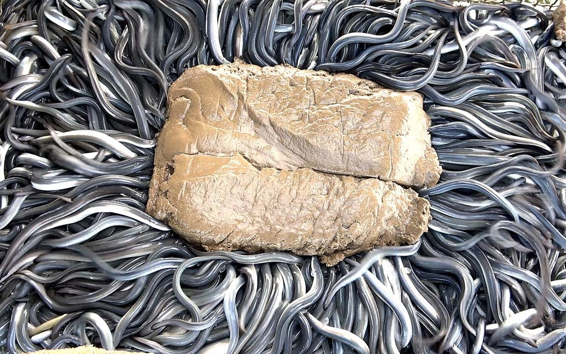 惊奇的馒鱼喂食秀 鳗鱼切割技能与料理 - 台湾云林口湖美食