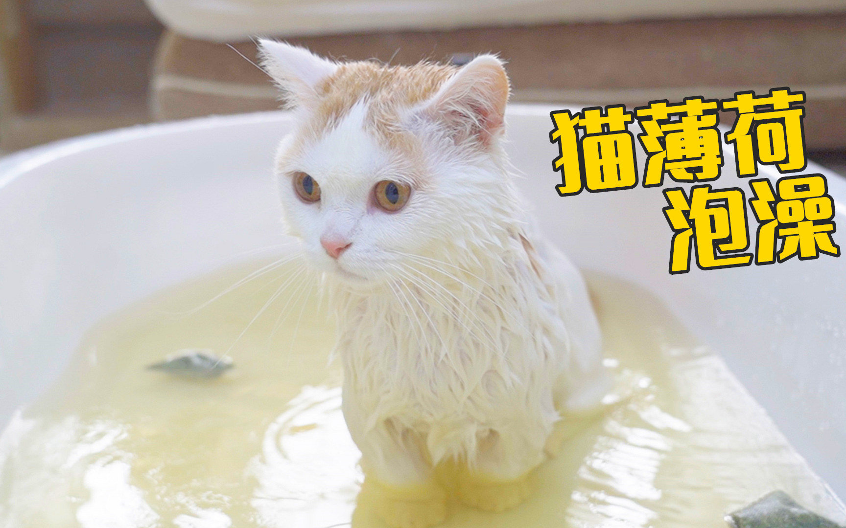 用猫薄荷给猫洗澡,猫居然定住了,好享受!