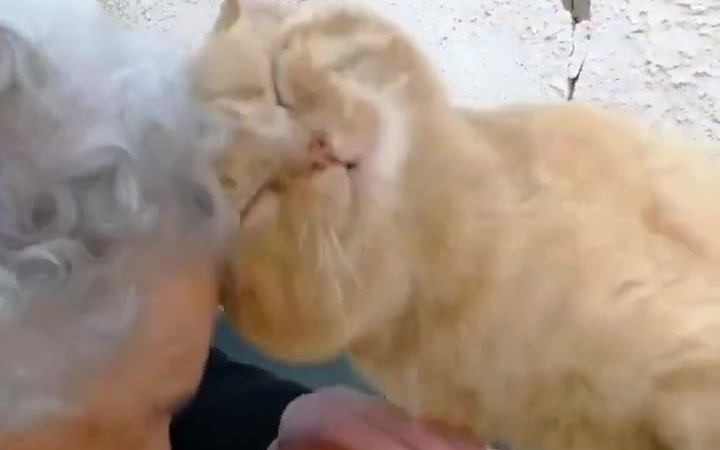 一位老奶奶最近终于找到了她那只因为地震走失的小橘猫,这久别的重逢场景让人动容