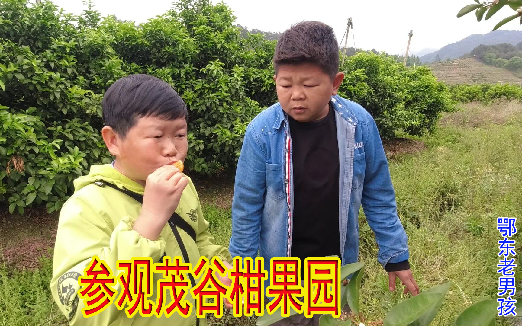 小六带老男孩参观茂谷柑果园,老男孩一激动说错话了,被小六取笑