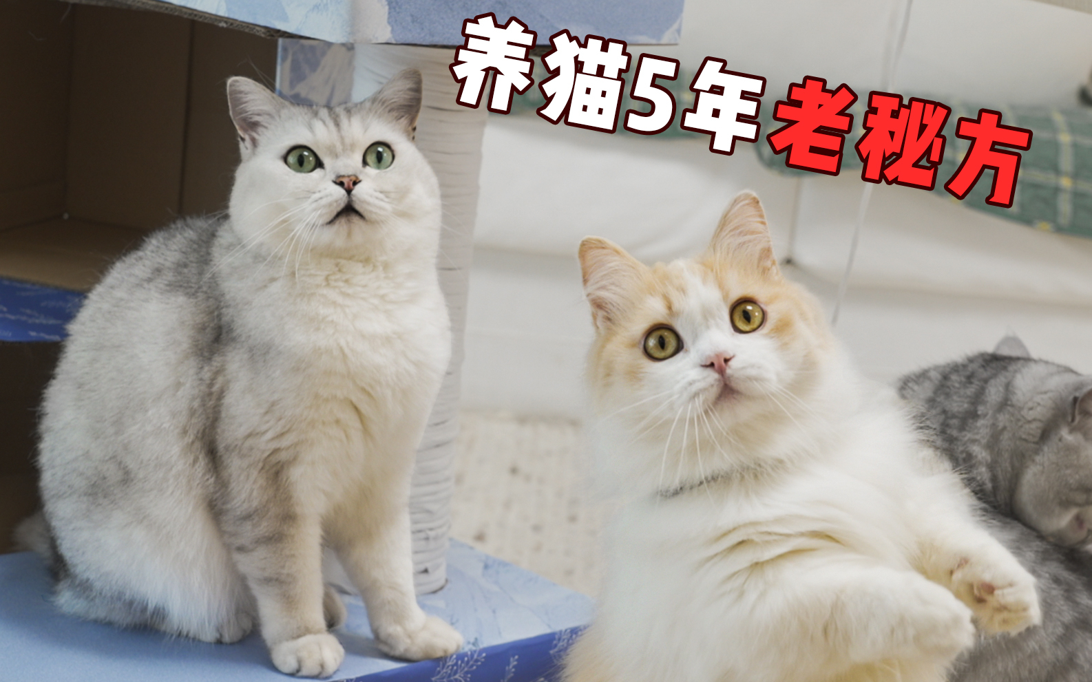 垃圾站10元废品,给猫做了几个玩具,宠物店老板看了冒冷汗
