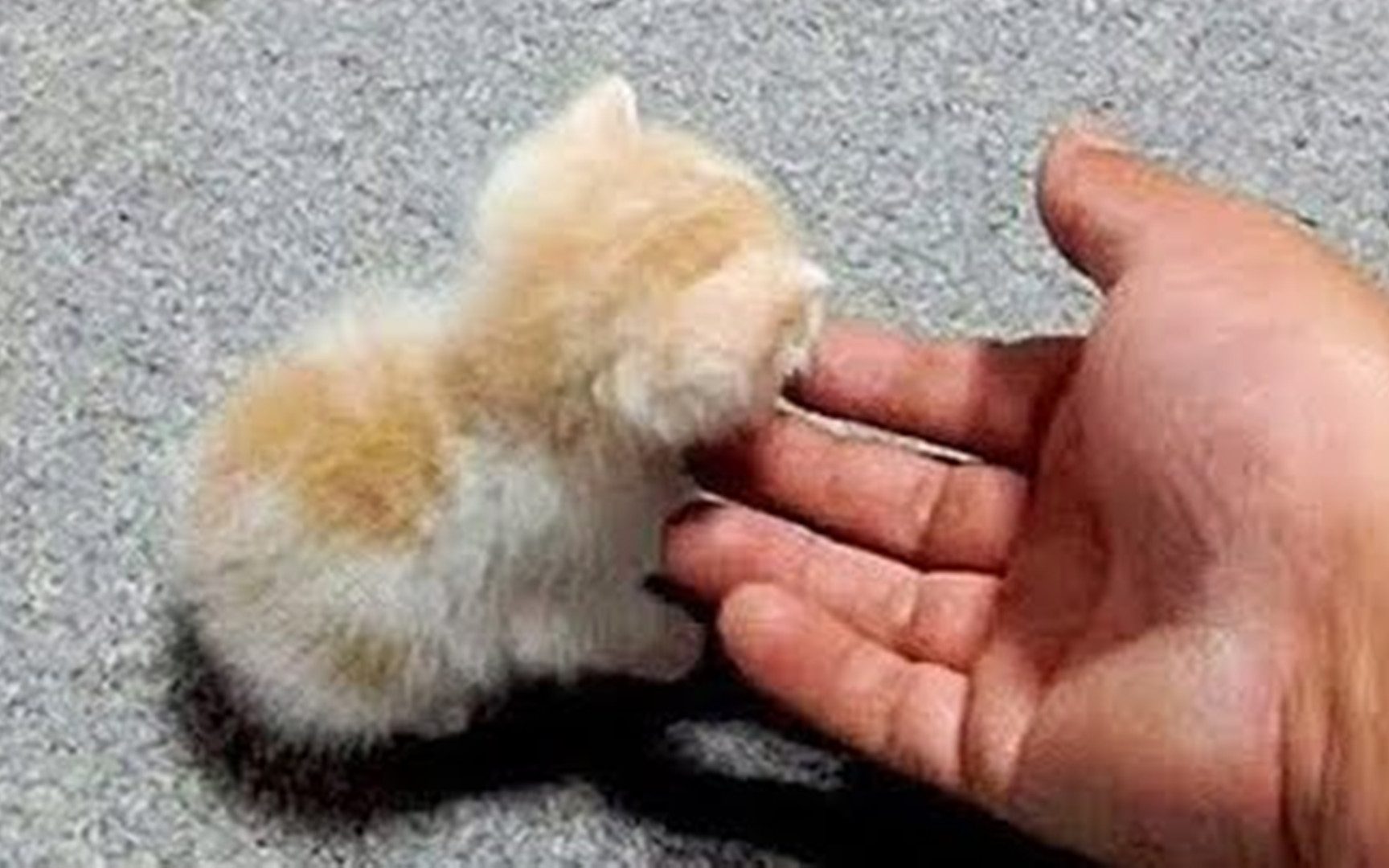 哼哼幼稚的人类