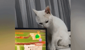 471:后悔养猫了