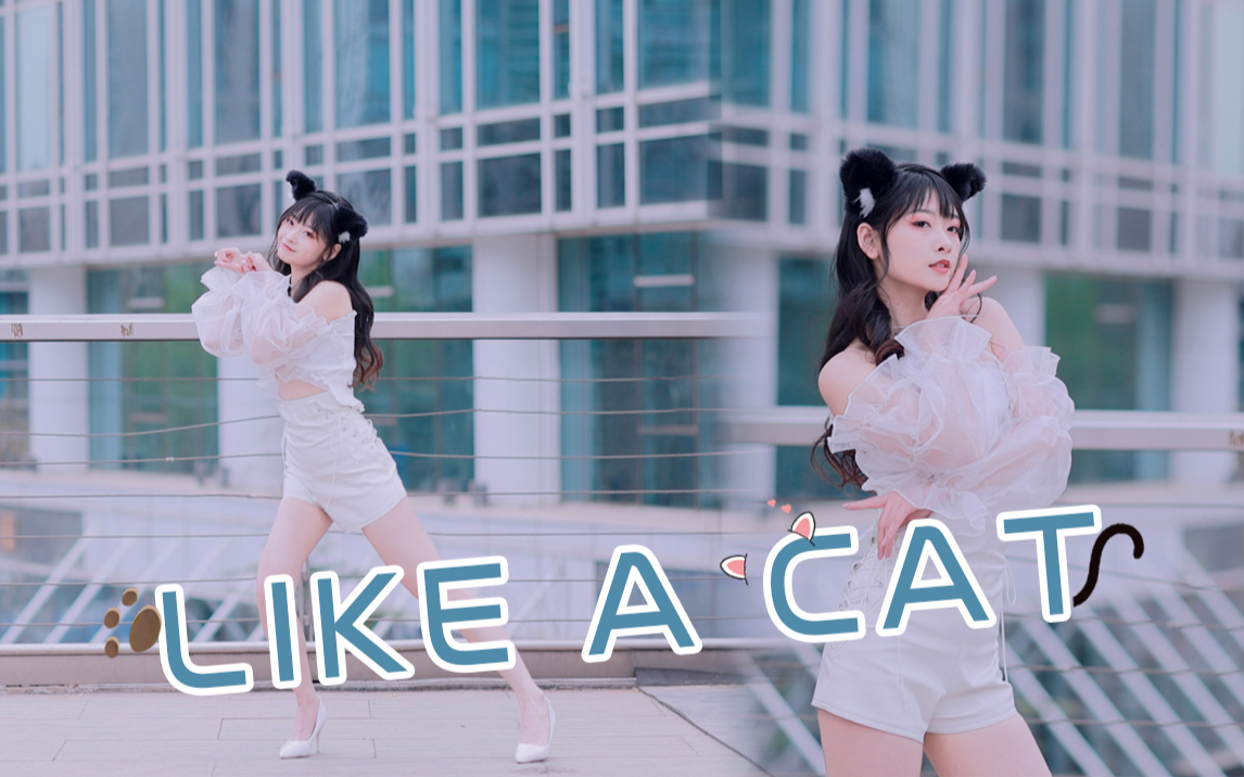 这是谁家的小猫咪怎么没人认领呀 | AOA Like A Cat | 韩国女团舞蹈翻跳