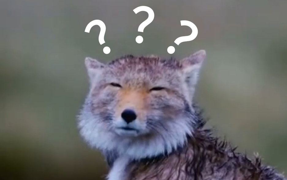 《动物迷惑行为大赏➎➊》