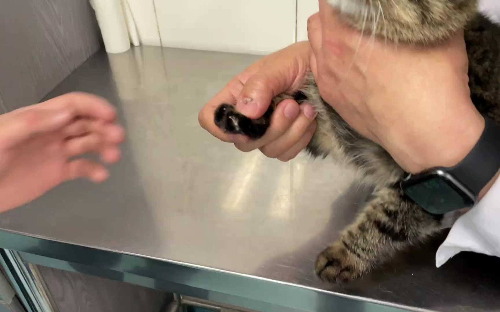 猫的正确剪指甲方法