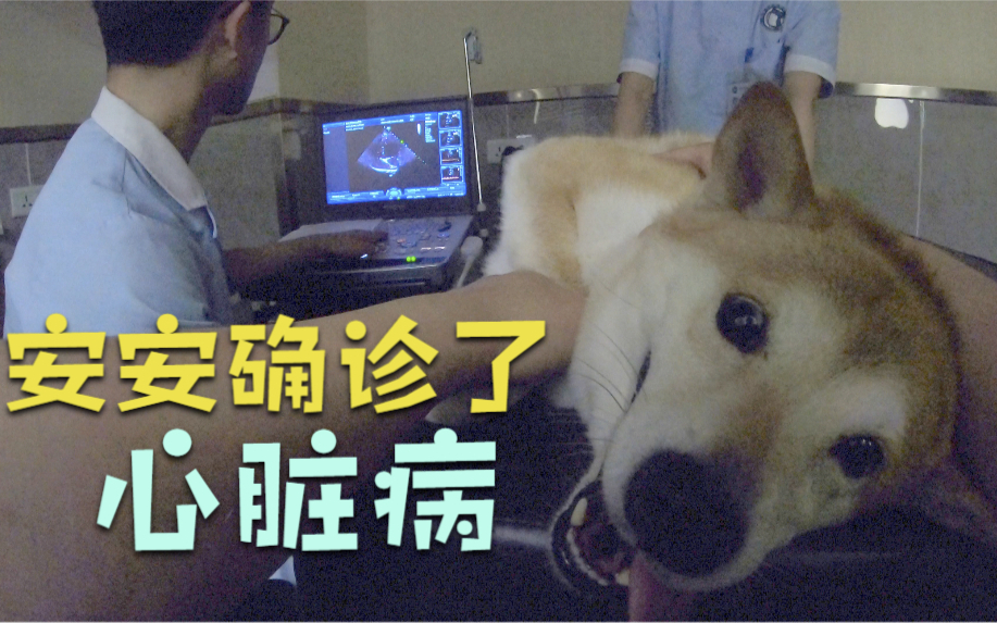 今天,安安确诊了心脏病
