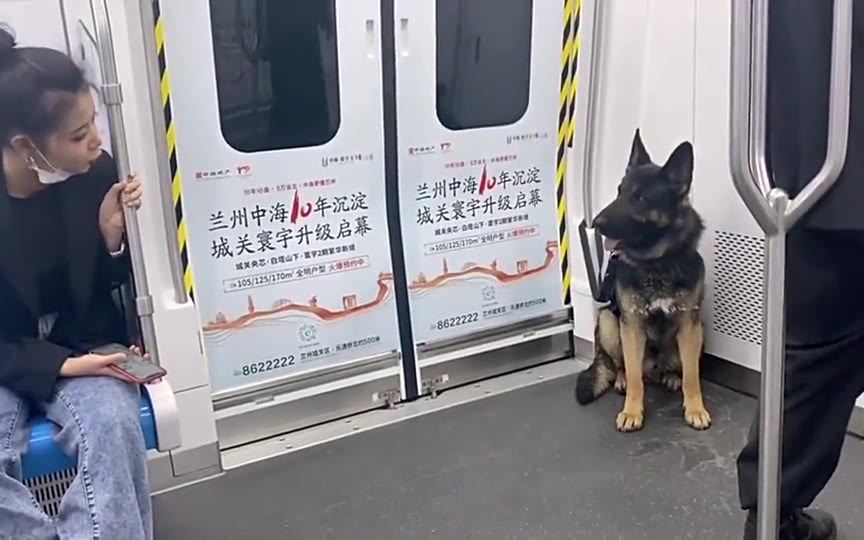 女子地铁挑逗警犬,警犬:这货不戴上口罩,我能不能管管她