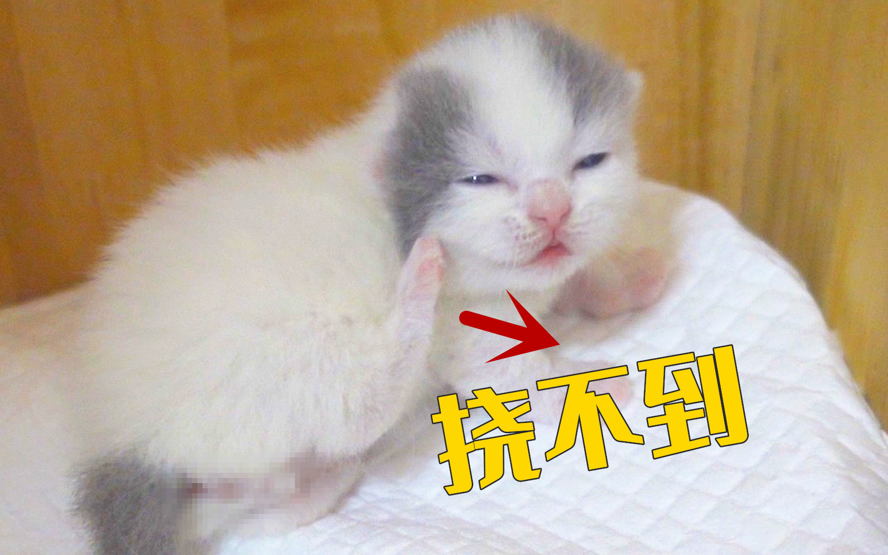 小奶猫学妈妈挠痒痒,结果腿短碰不到,一脸傻样!
