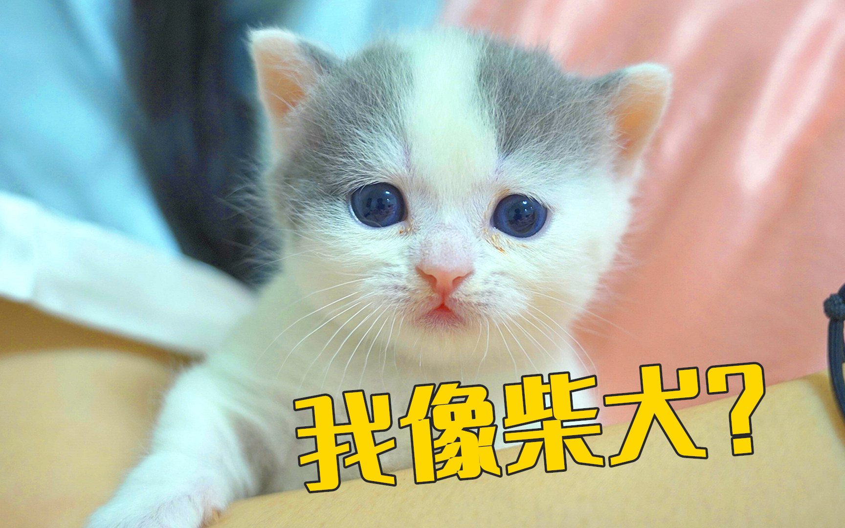 小奶猫因为长得像狗,被老公取名叫柴犬,气死我了!