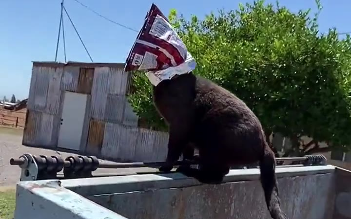 猫:这是个什么洞怎么这么黑,跳也跳不出去......