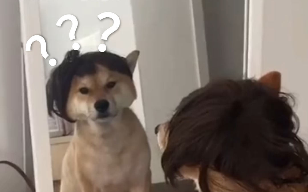 《动物迷惑行为大赏➎➏》