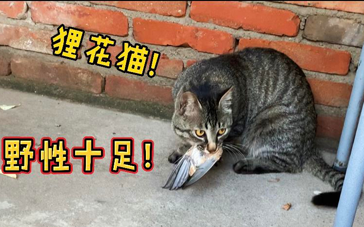 农村散养狸花猫,不愧是捕猎小能手,野性十足!