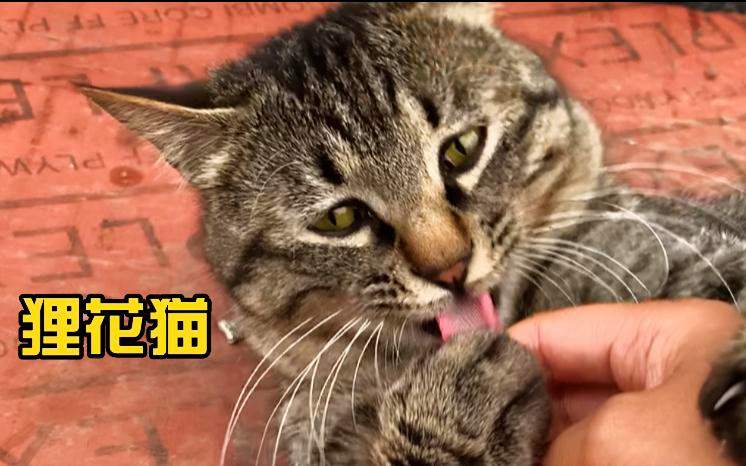 弄乱狸花猫刚舔好的毛,它会怎么样?猫咪最后忍无可忍