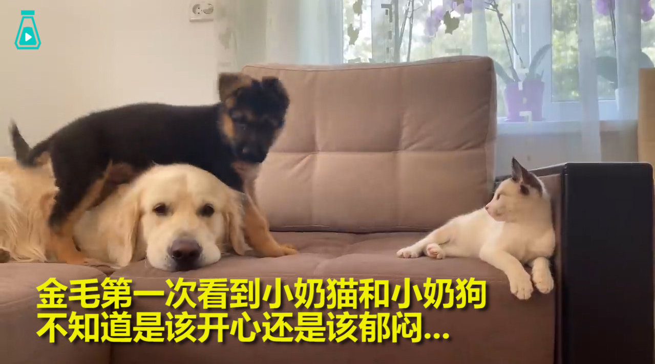 大金毛第一次看到小奶狗和小奶猫...