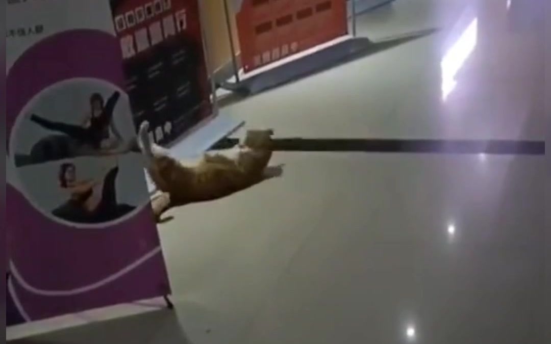 “这猫就憨的离谱”!