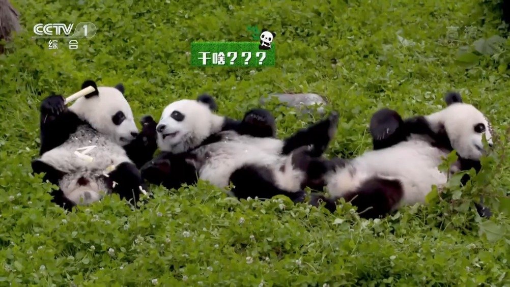 村民用四川话向遛弯大熊猫打招呼