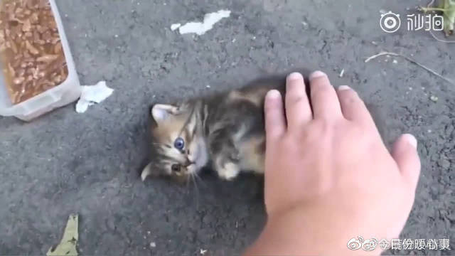 国外小哥哥路上遇见一只超凶的流浪小奶猫...