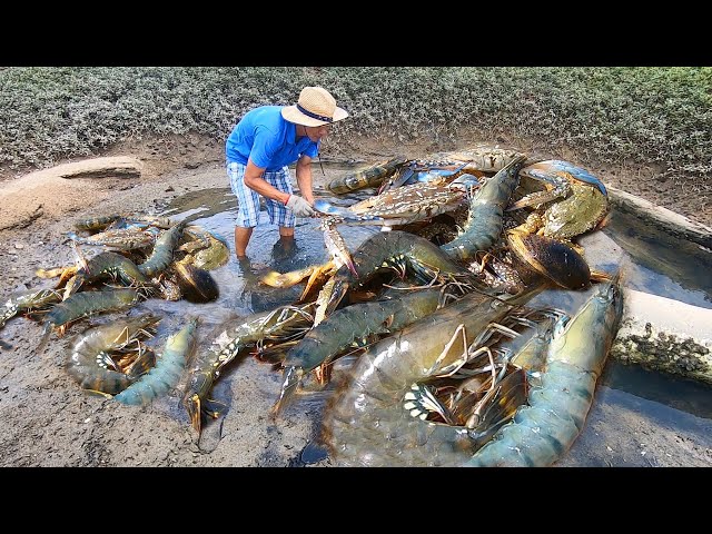 赶海发现极品“虾王群”堆满坑底,阿文堵住出口狂捡一桶,赚翻了