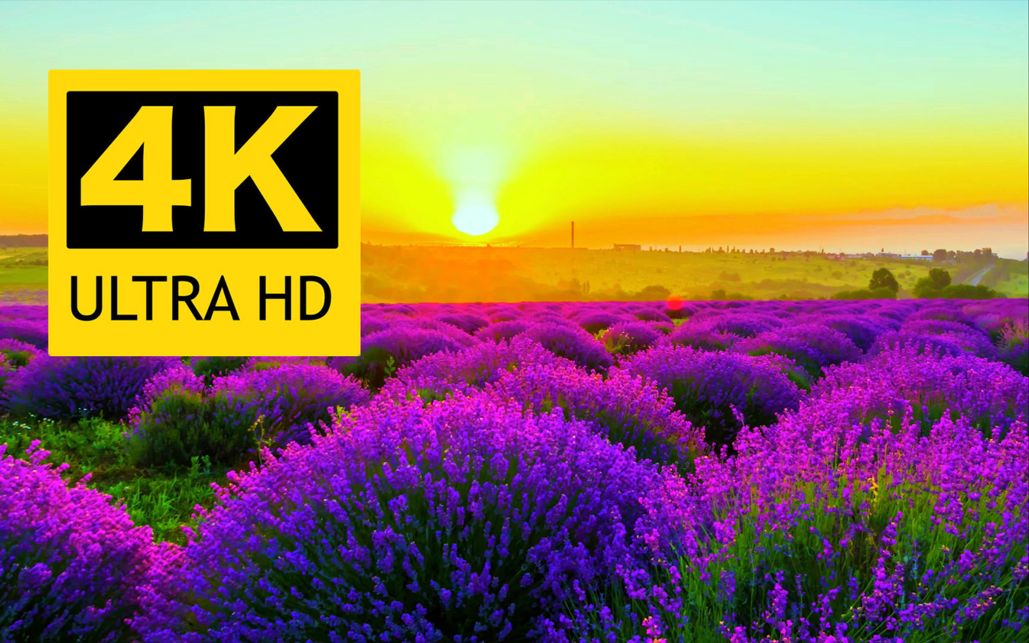 【4K】超高清美丽花卉合集 / 来源: 8K VIDEOS HDR 60FPS