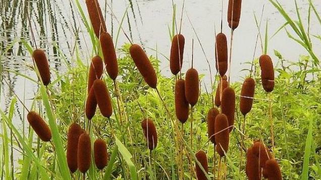 野外如何保存火种, 香蒲草居然这着作用