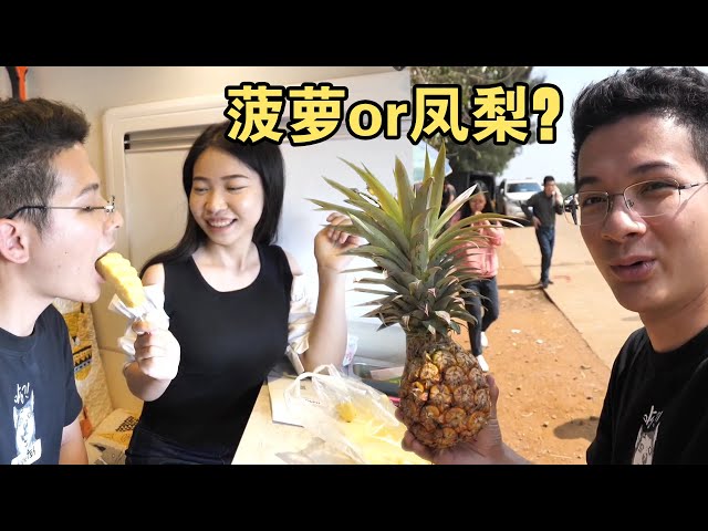 自驾徐闻菠萝海,年产70万吨,大巴带游客排队买