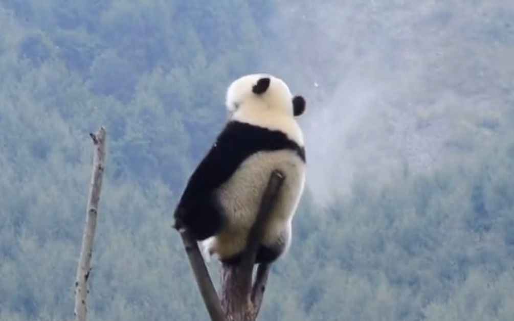 《动物治愈行为大赏➊➒》