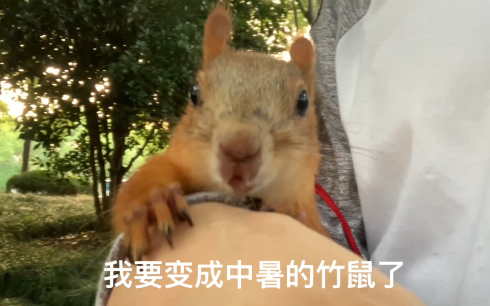 松鼠还能像狗一样带出去遛? 遛松鼠喽, 我们一起爬爬树