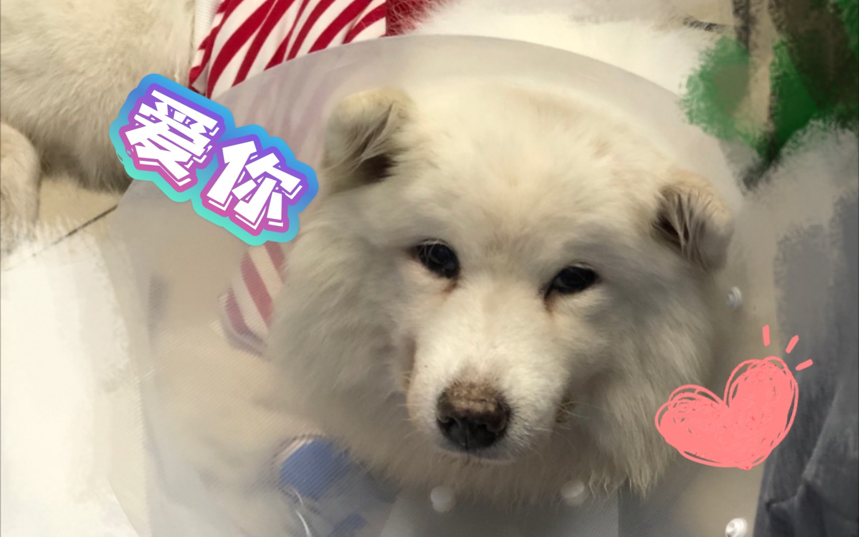 西西: 我老了, 能陪多久是多久啦!